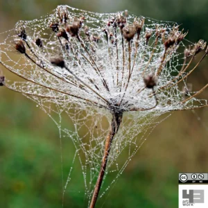 Dewdrops Chords