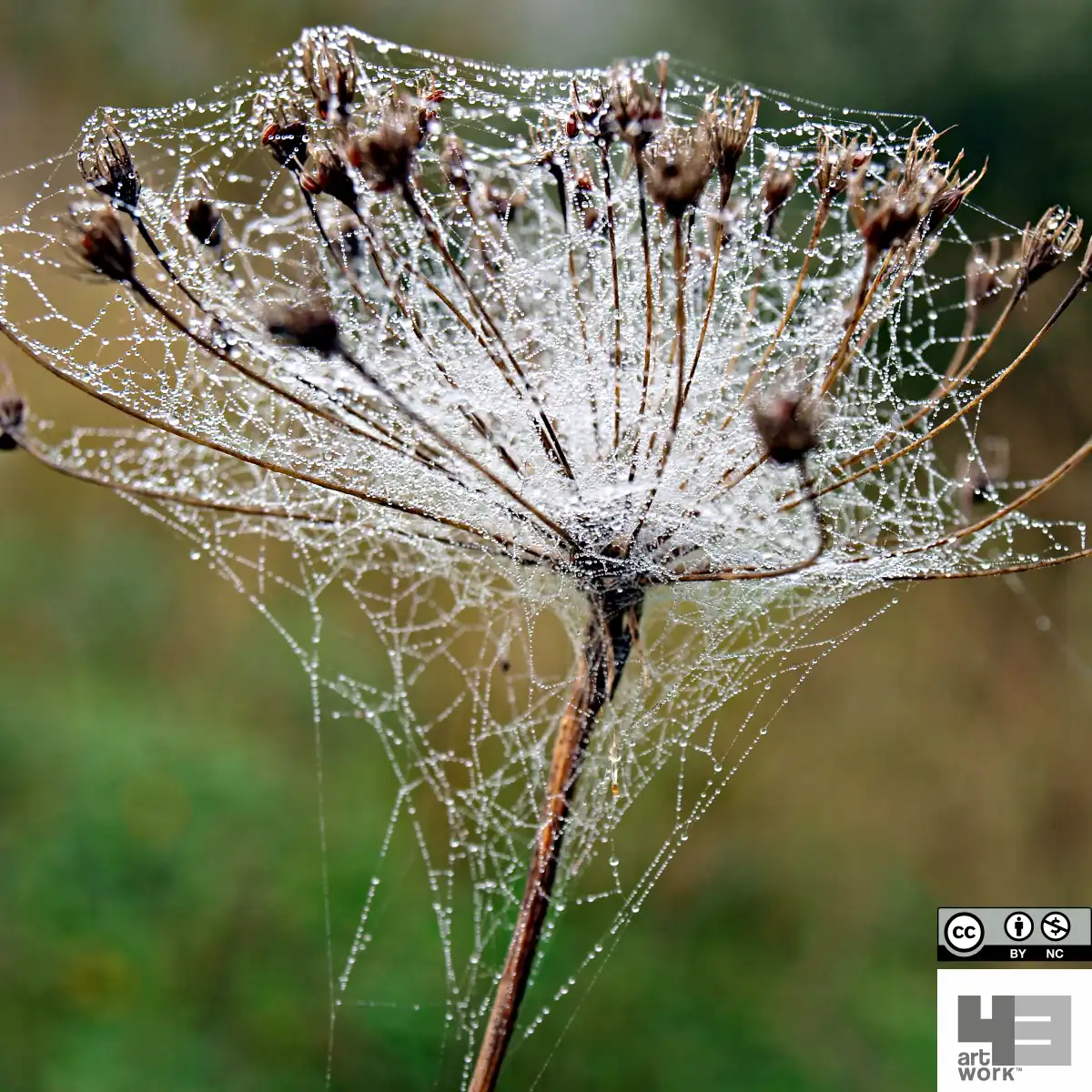 Dewdrops Chords